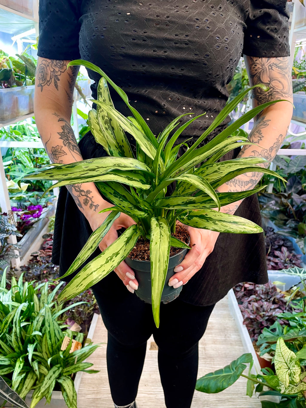 Aglaonema Cutlass fi12