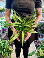 Aglaonema Cutlass fi12