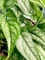 Monstera Siltepecana fi12