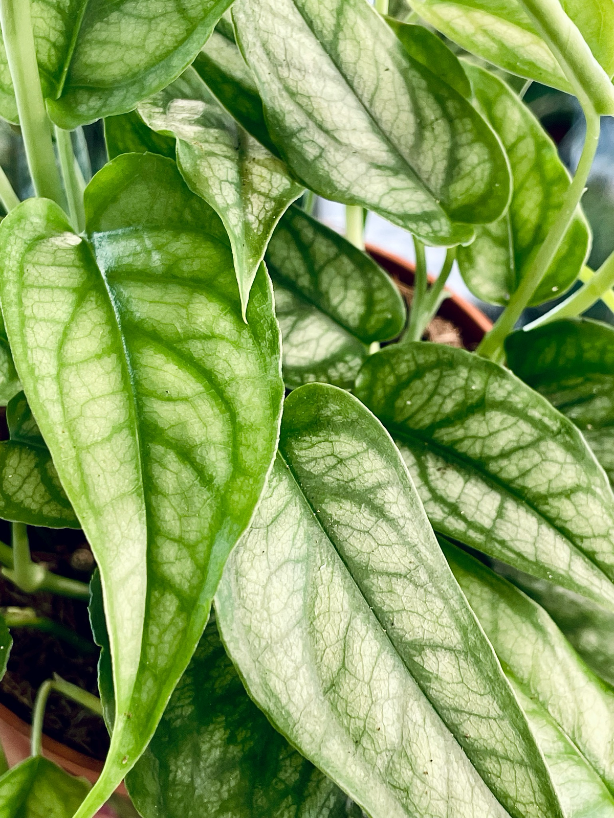 Monstera Siltepecana fi12