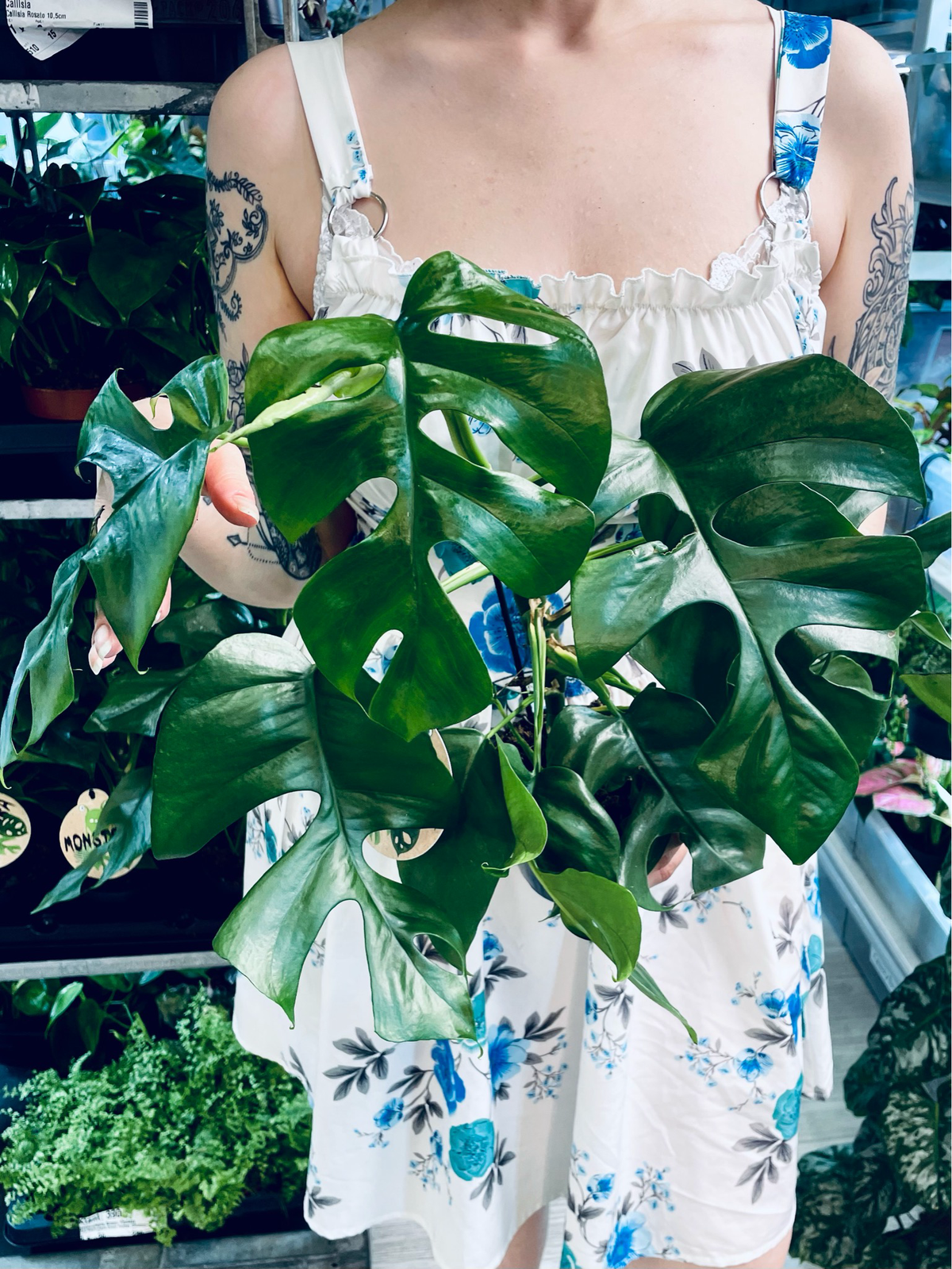 Rhaphidophora Tetrasperma 'Monstera Minima' fi12