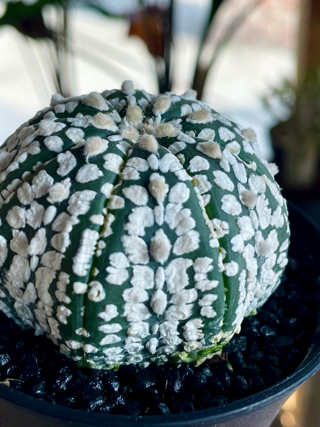 Astrophytum Asterias
Super Kabuto fii7,5