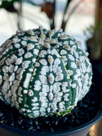Astrophytum Asterias
Super Kabuto fii7,5