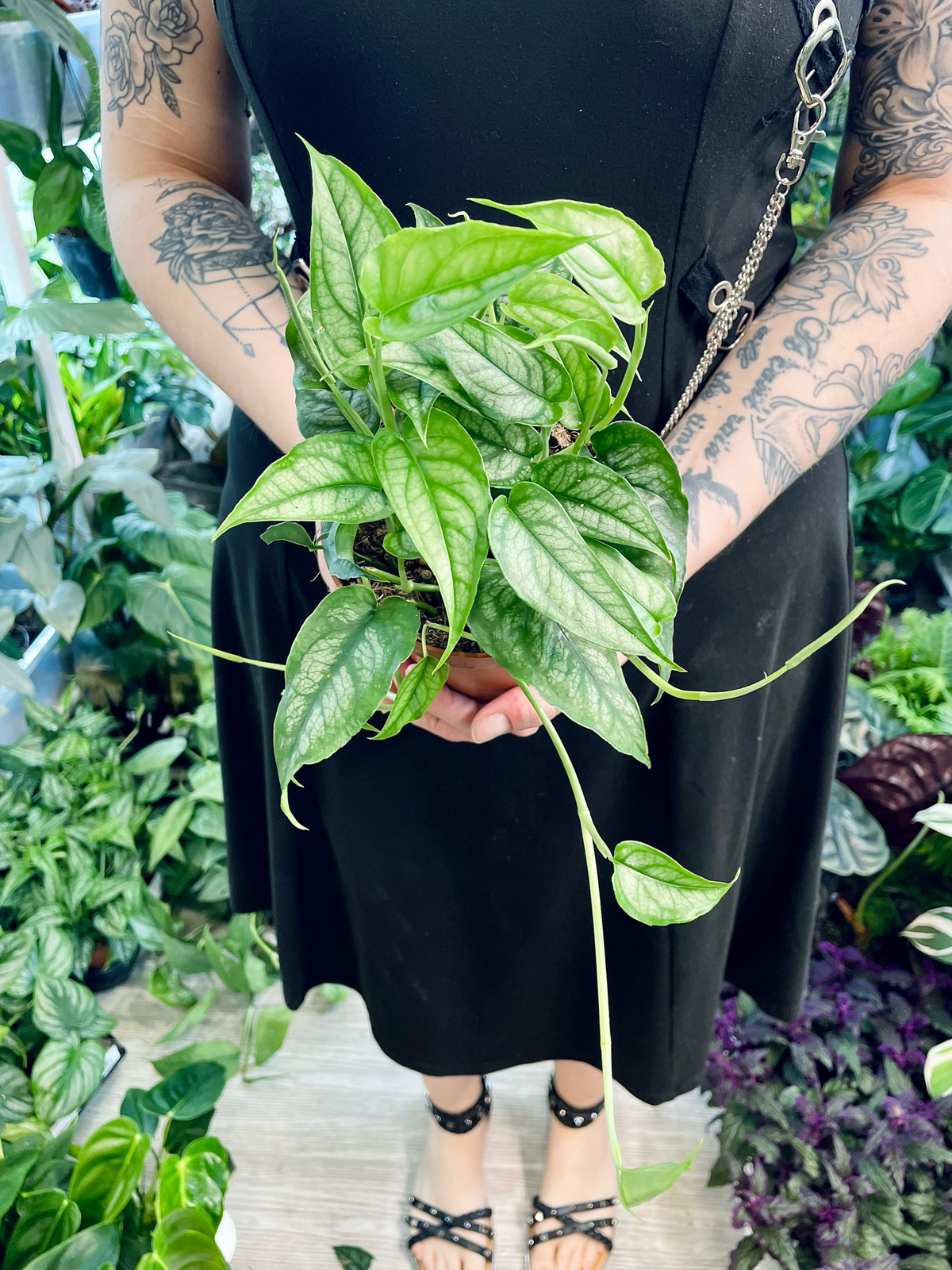 Monstera Siltepecana fi12