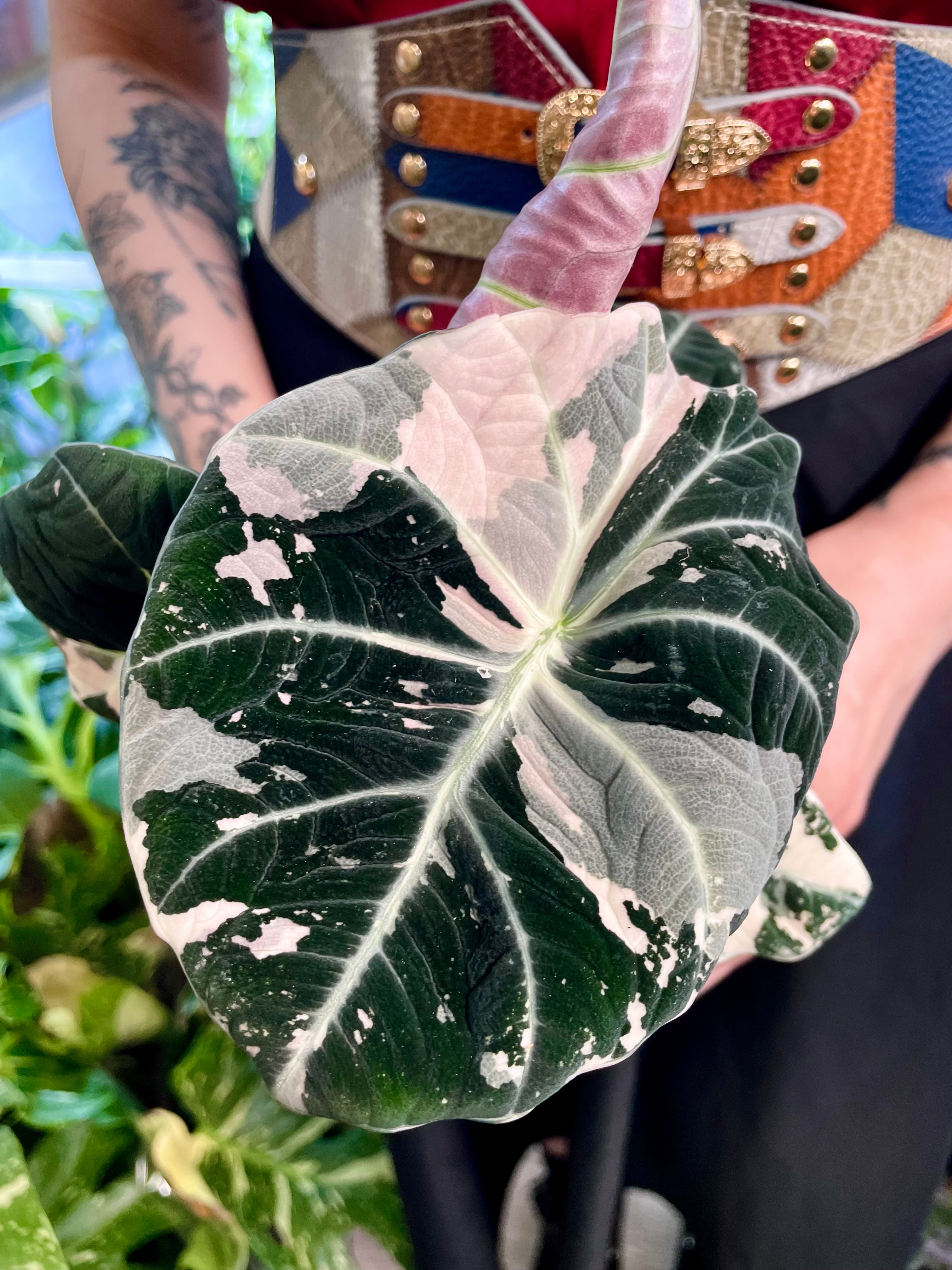 Alocasia Black Velvet Pink Variegata fi12