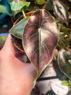 Alocasia Azlanii fi8