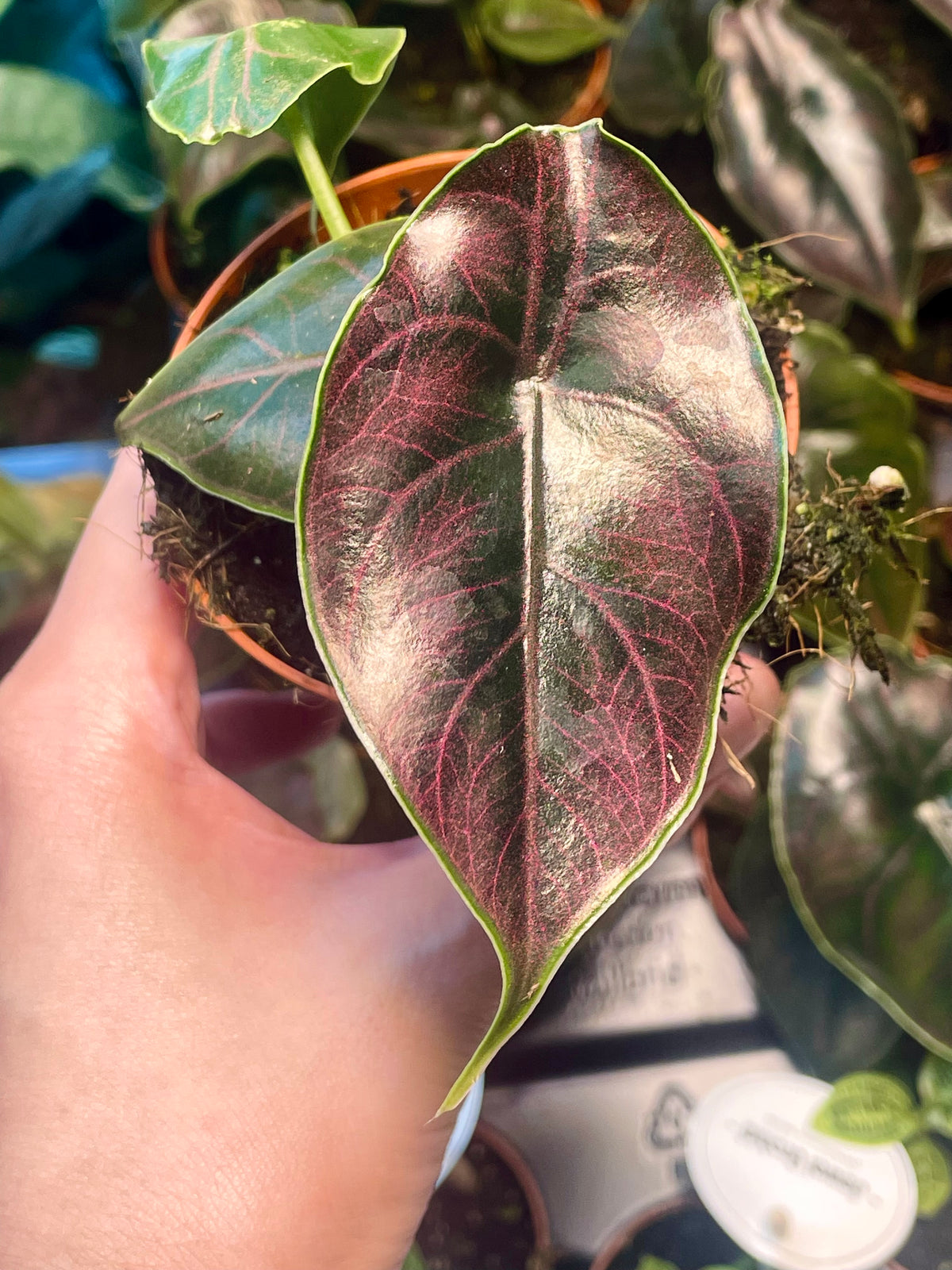 Alocasia Azlanii fi8