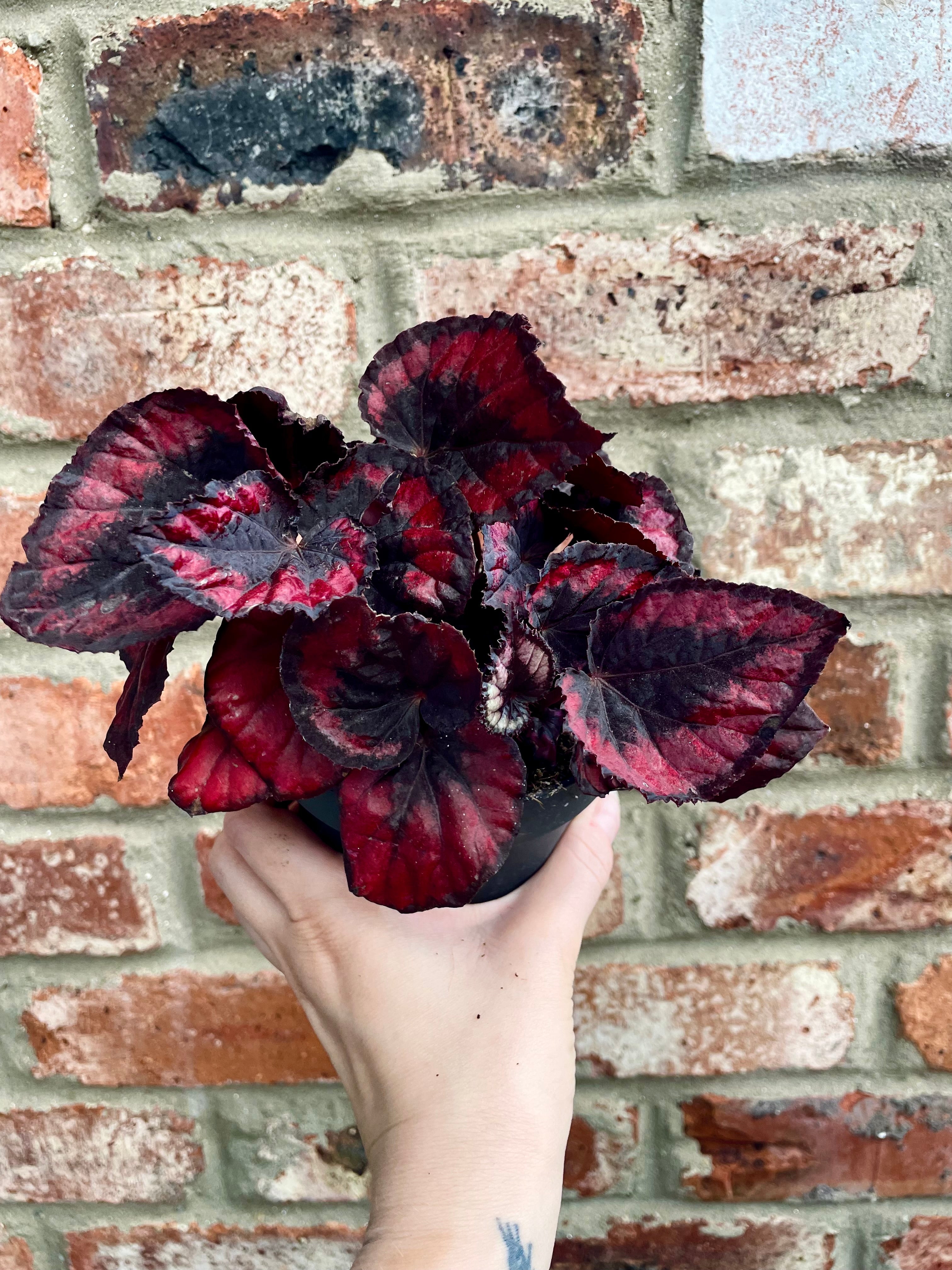 Begonia rex Red Kiss fi13