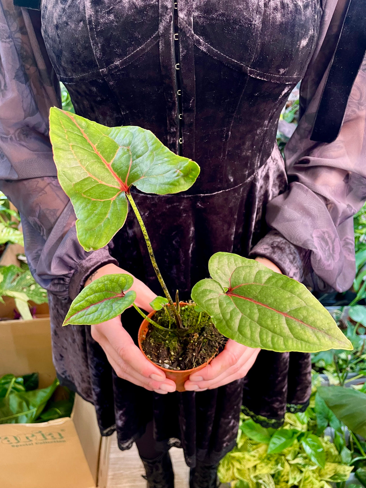 Cyrtosperma Johnstonii fi8
