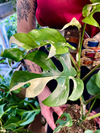 Rhaphidophora Tetrasperma variegata fi12