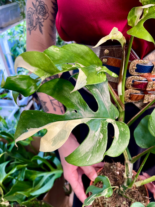 Rhaphidophora Tetrasperma variegata fi12