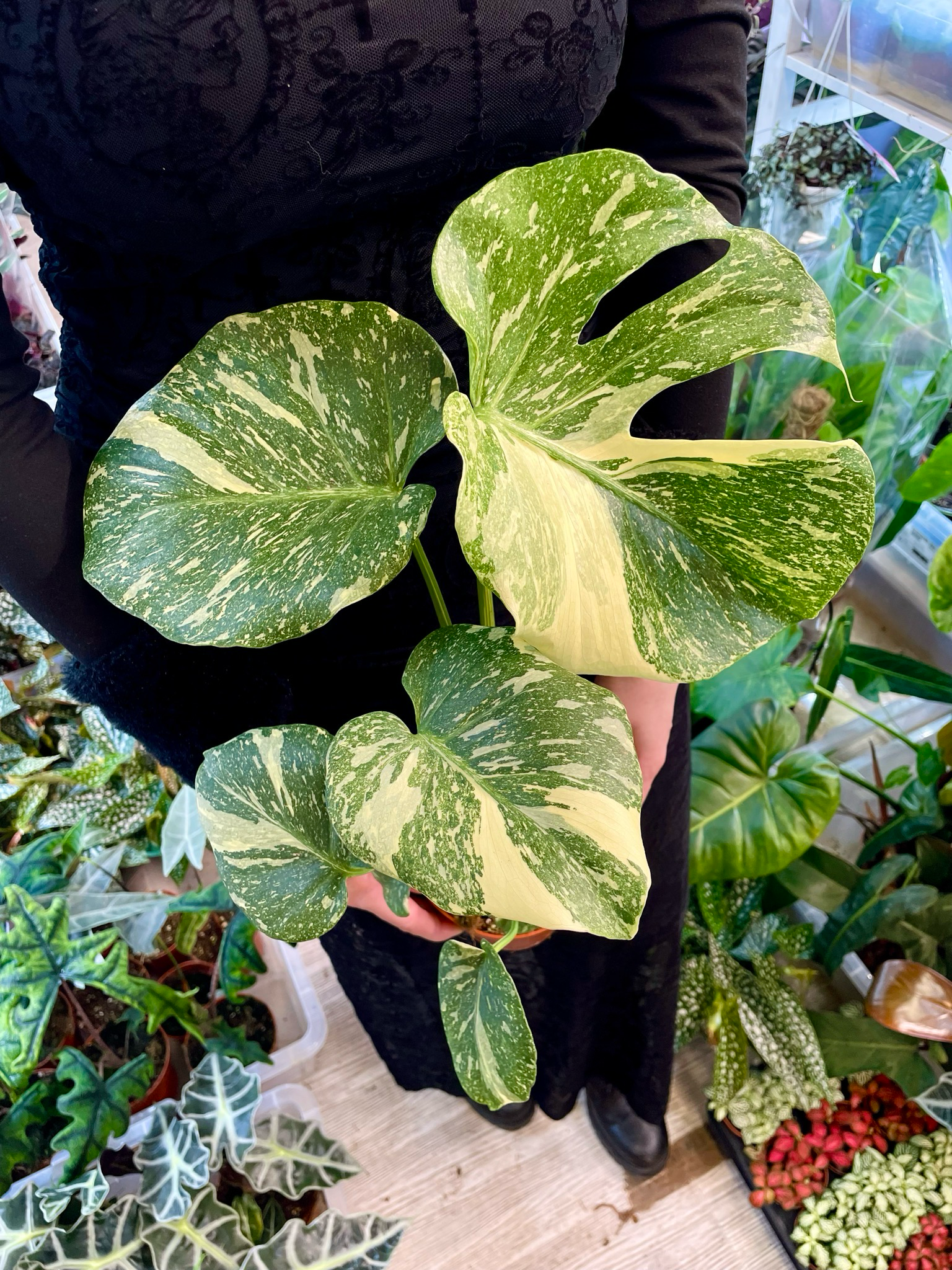 Monstera Thai Constellation Creme Brule fi12