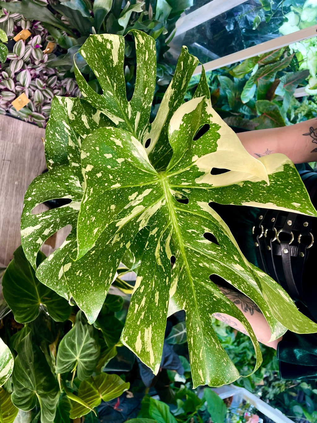 Monstera Thai Constalation fi17
