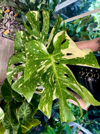 Monstera Thai Constalation fi17
