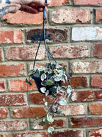 Ceropegia woodii Variegata (String of hearts/ Niz Srca) visilica
