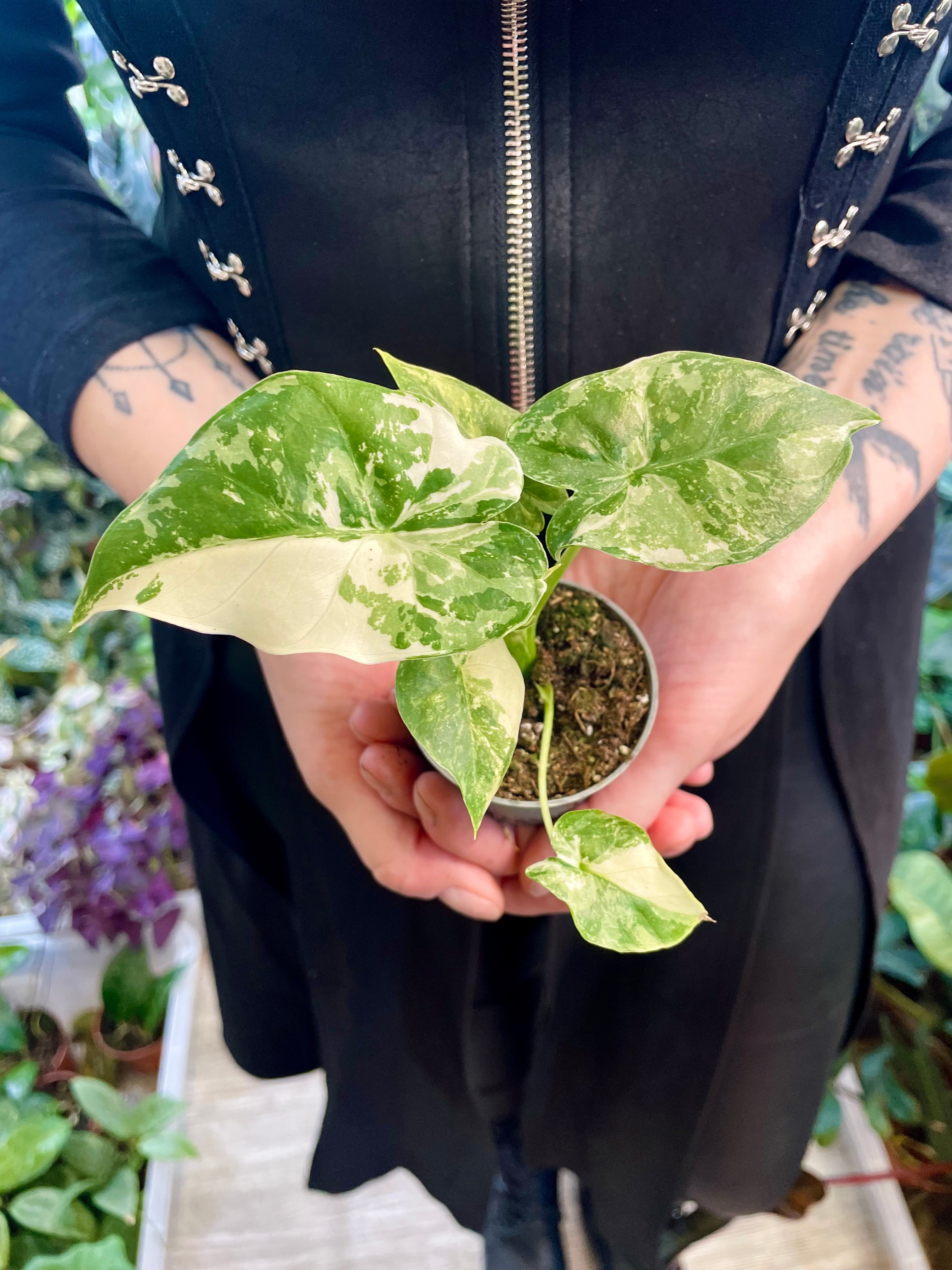 Alocasia California (Gageana) albo variegata fi6