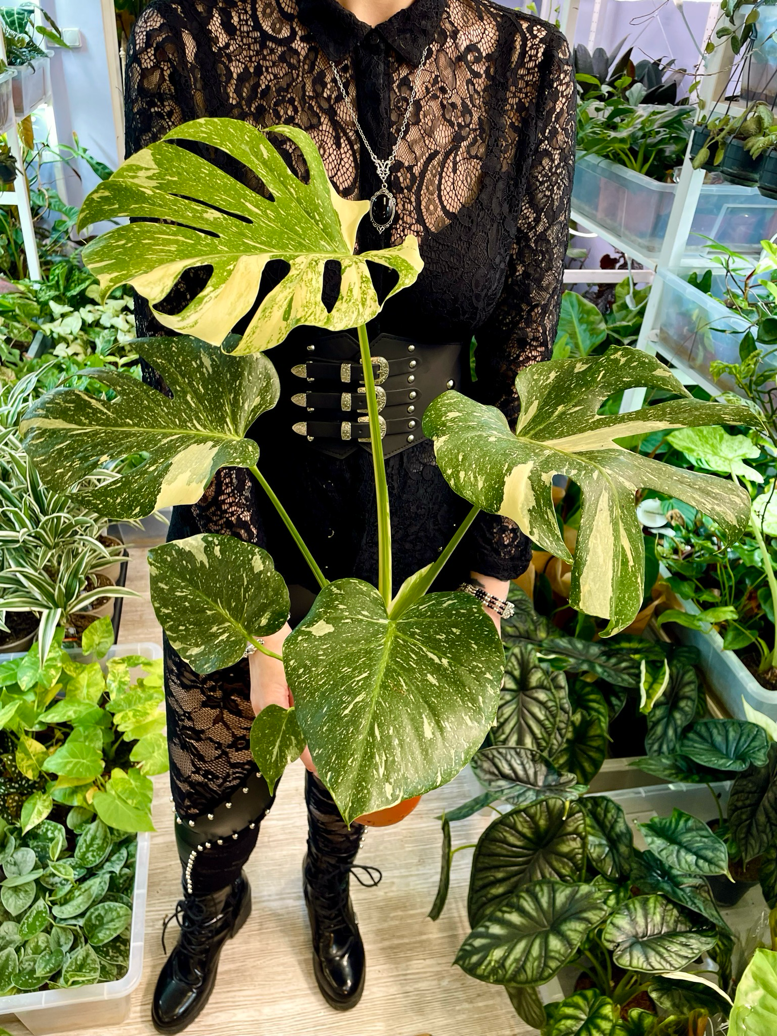 Monstera Thai Constalation fi17
