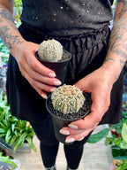 Astrophytum Asterias
Super Kabuto fii7,5
