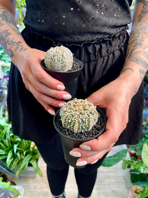 Astrophytum Asterias
Super Kabuto fii7,5
