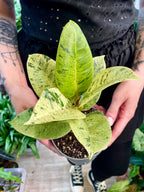 Ficus Elastica Shivereana fi12