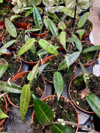 Hoya Hypolasia fi8