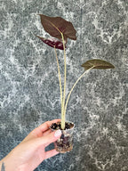 Alocasia Mayan Mask fi6