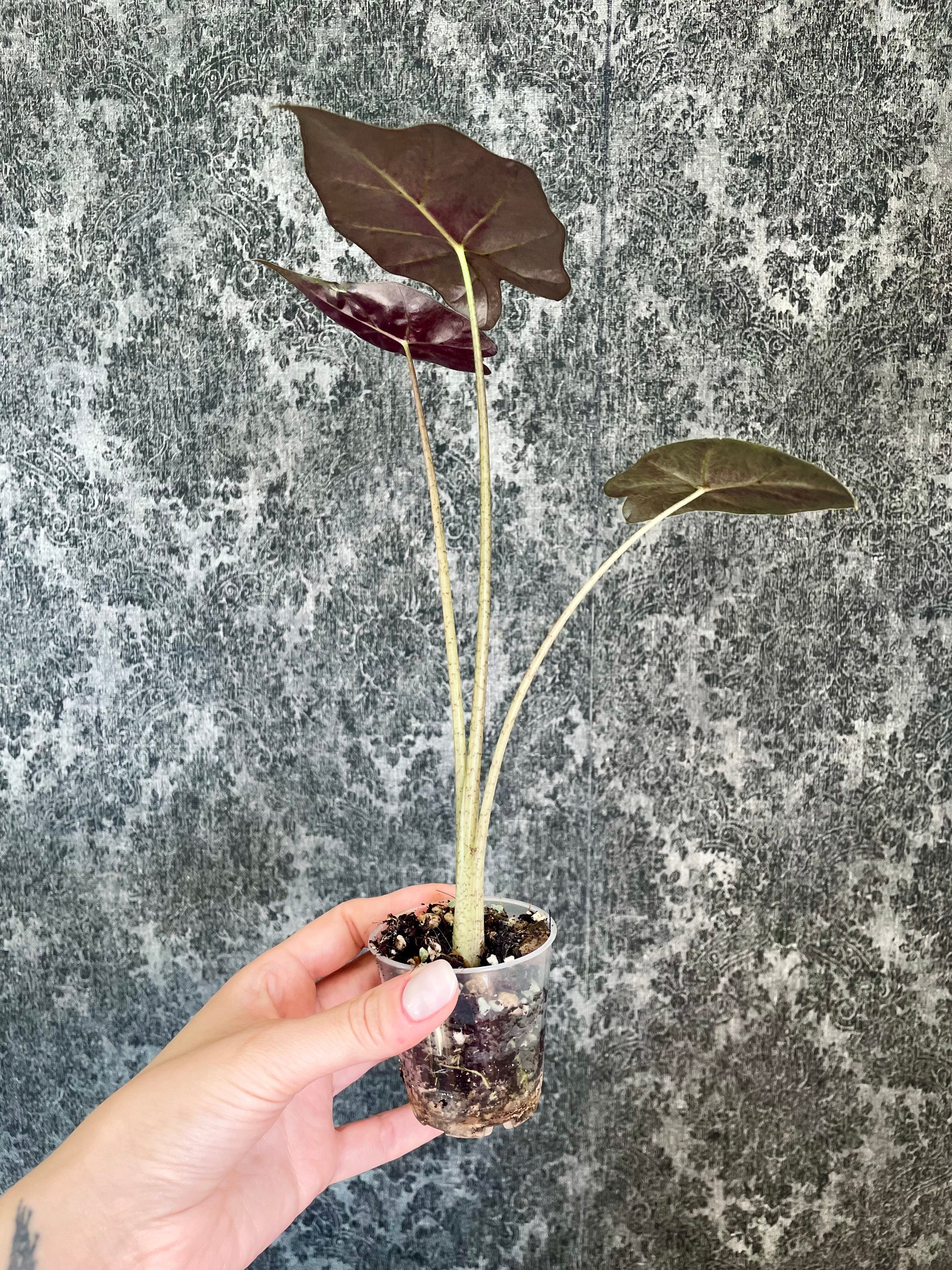 Alocasia Mayan Mask fi6