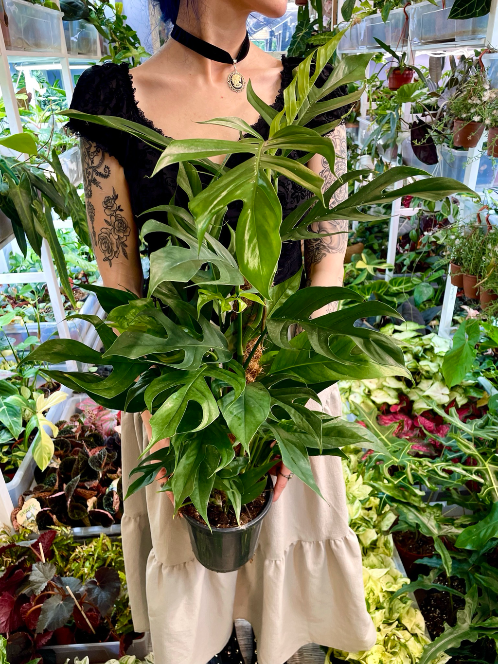 Epipremnum pinnatum Baltic blue kokos pole fi17
