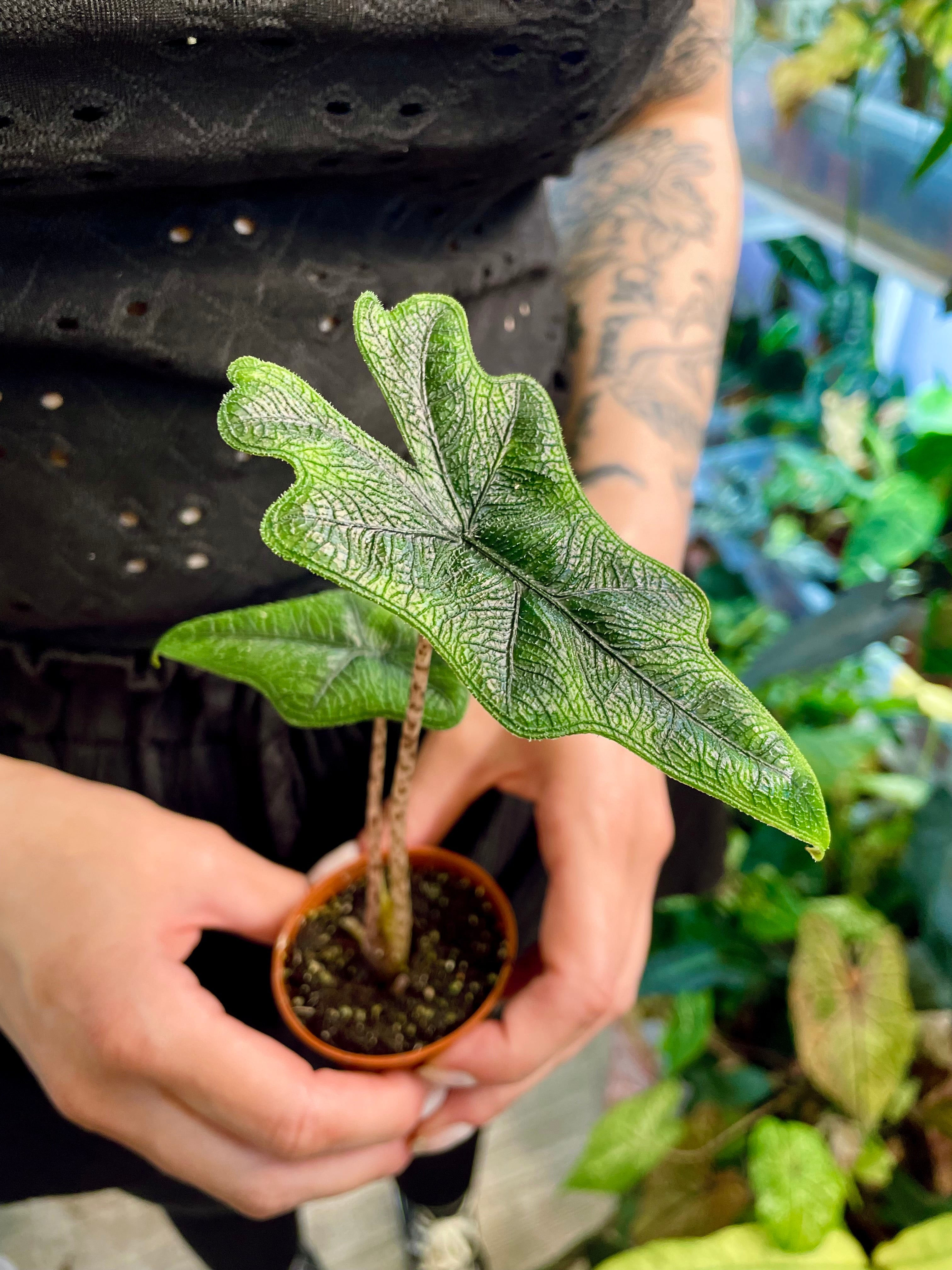 Alocasia Jacklyn fi6
