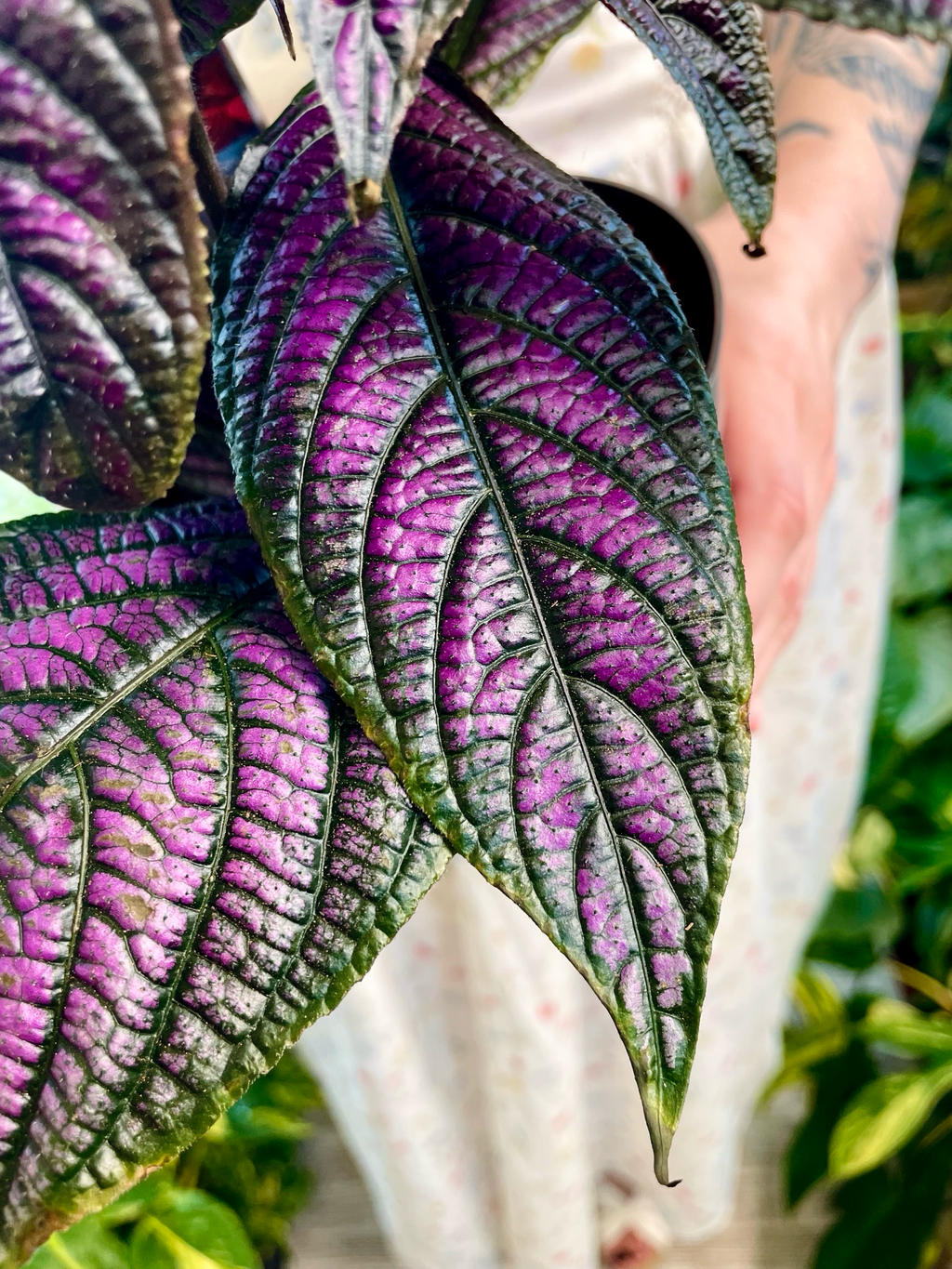 Strobilanthes Dyeriana Perzijski štit fi13