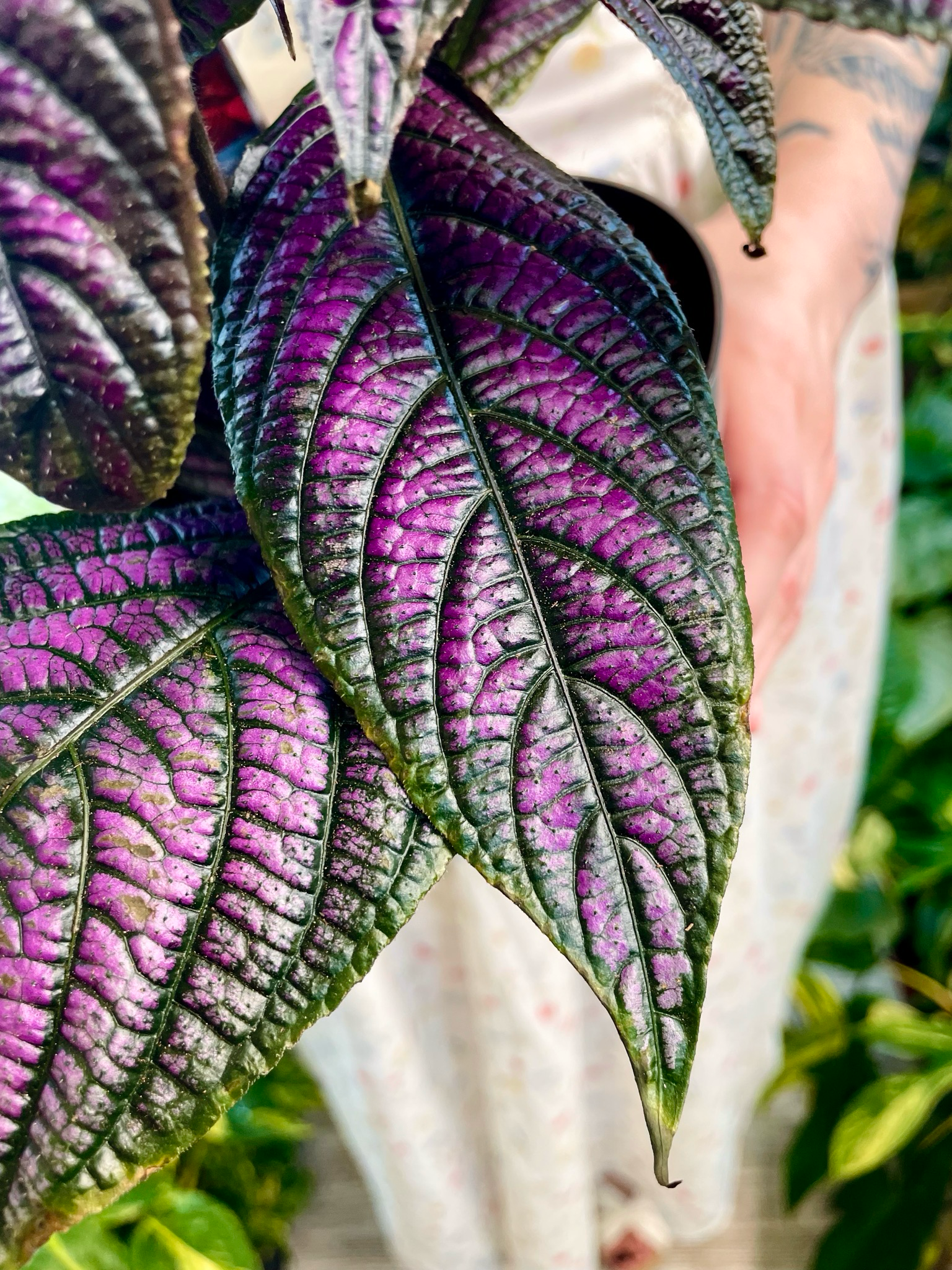 Strobilanthes Dyeriana Perzijski štit fi13