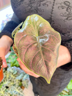 Alocasia Azlanii fi8