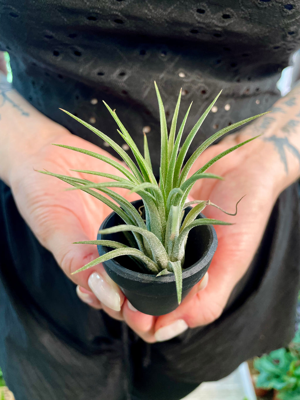 Tillandisia Terracotta black zracna biljka