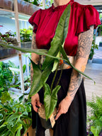 Alocasia Tigrina Superba fi14