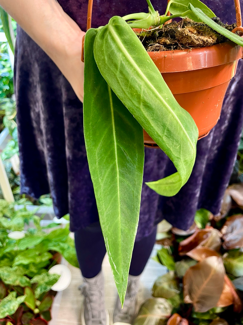 Anthurium Pallidiflorum visilica