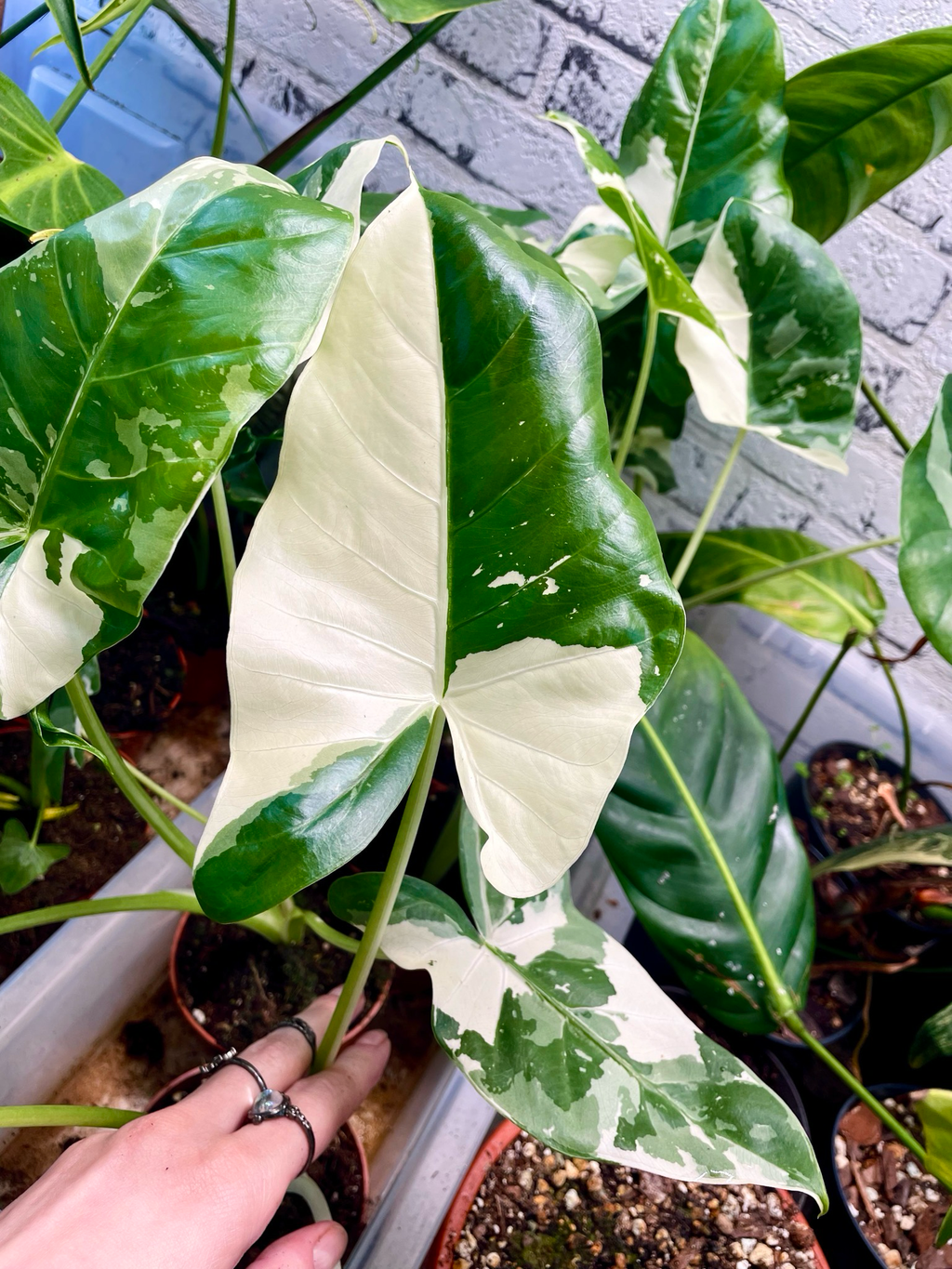 Alocasia Macrorrhiza variegata fi8