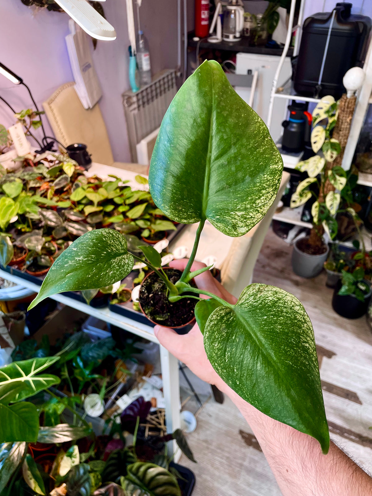 Monstera Devil Monster fi8