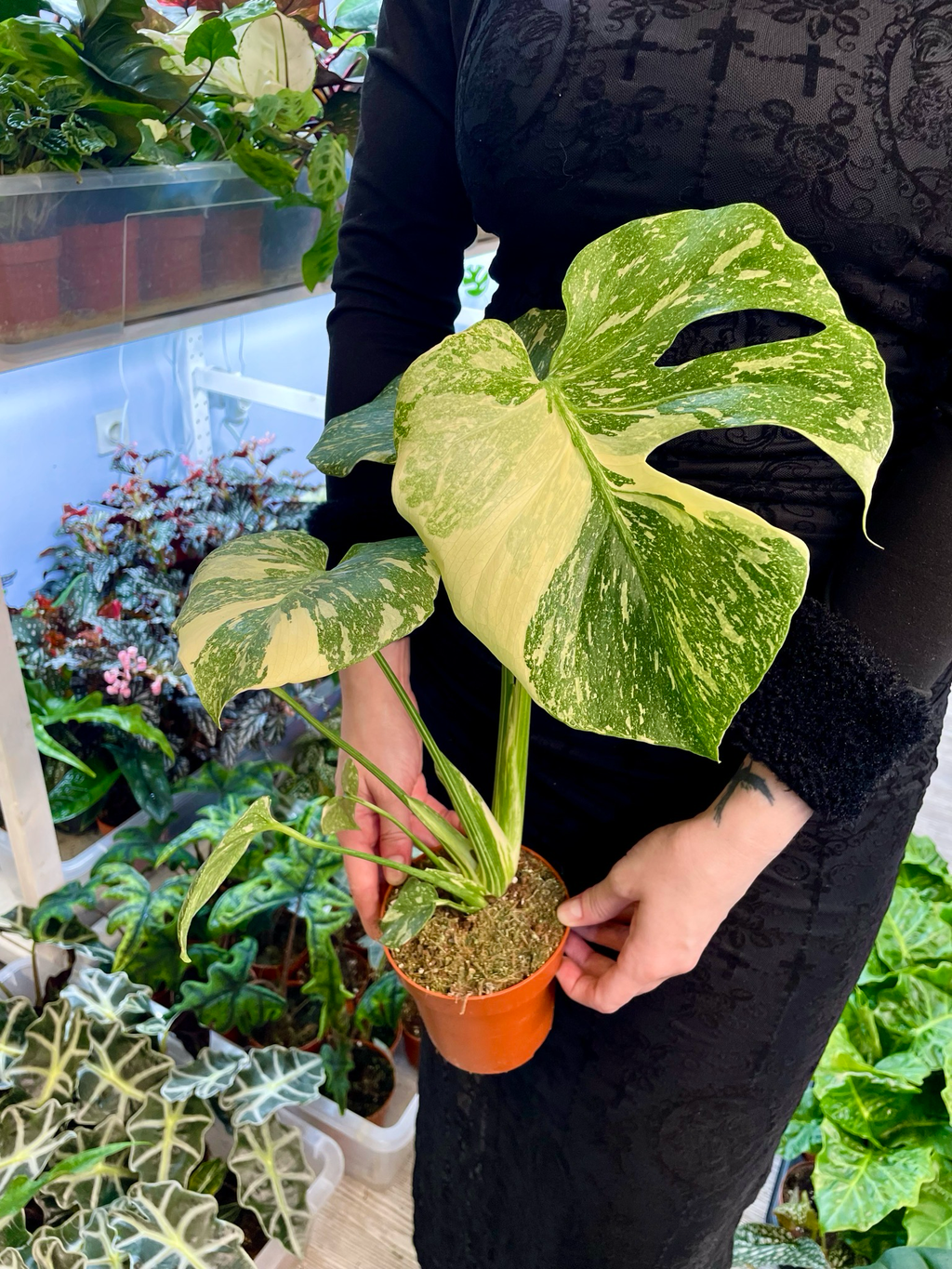 Monstera Thai Constellation Creme Brule fi12