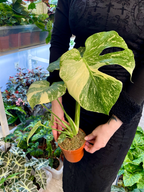 Monstera Thai Constellation Creme Brule fi12