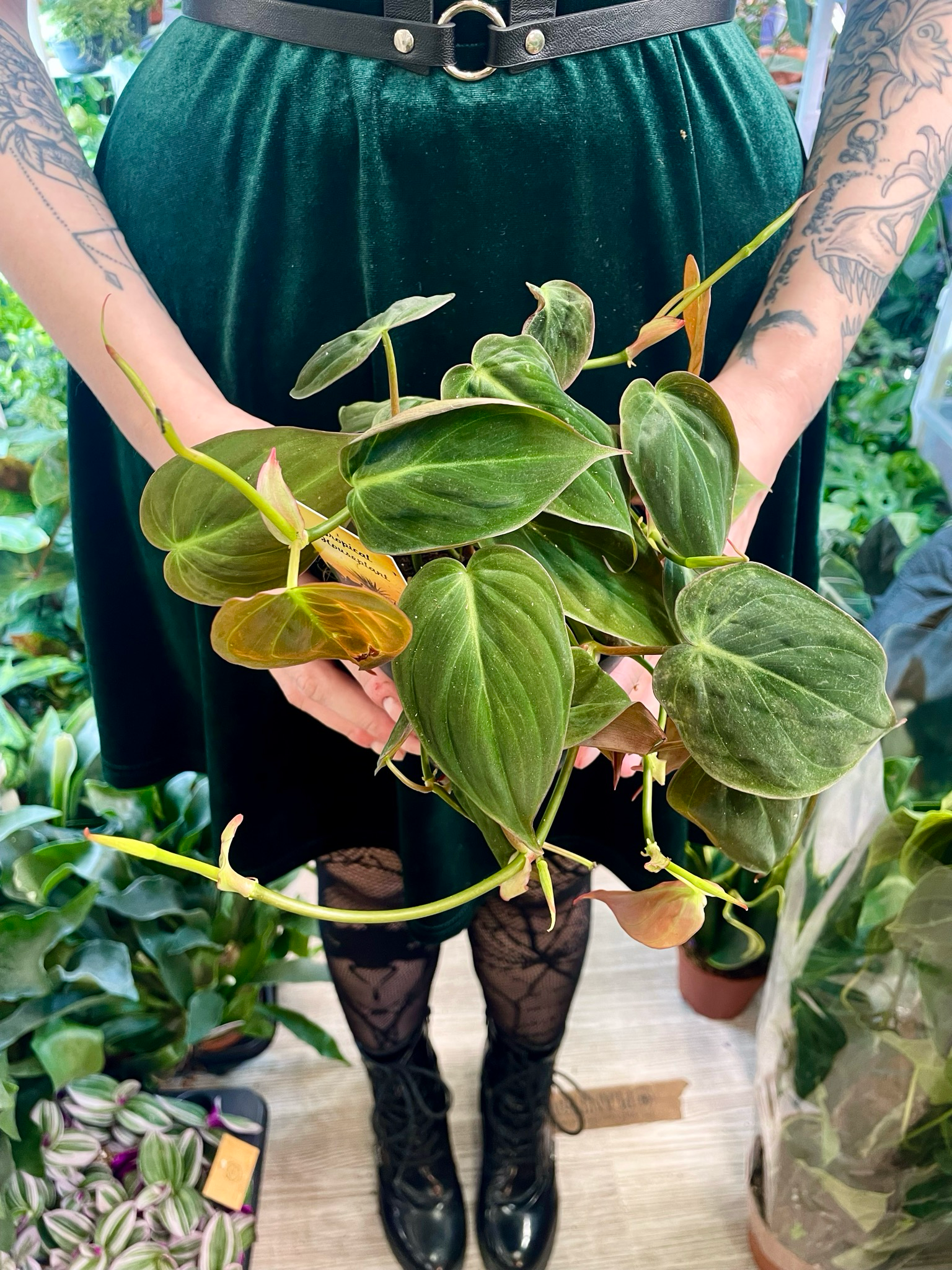 Philodendron Micans fi12