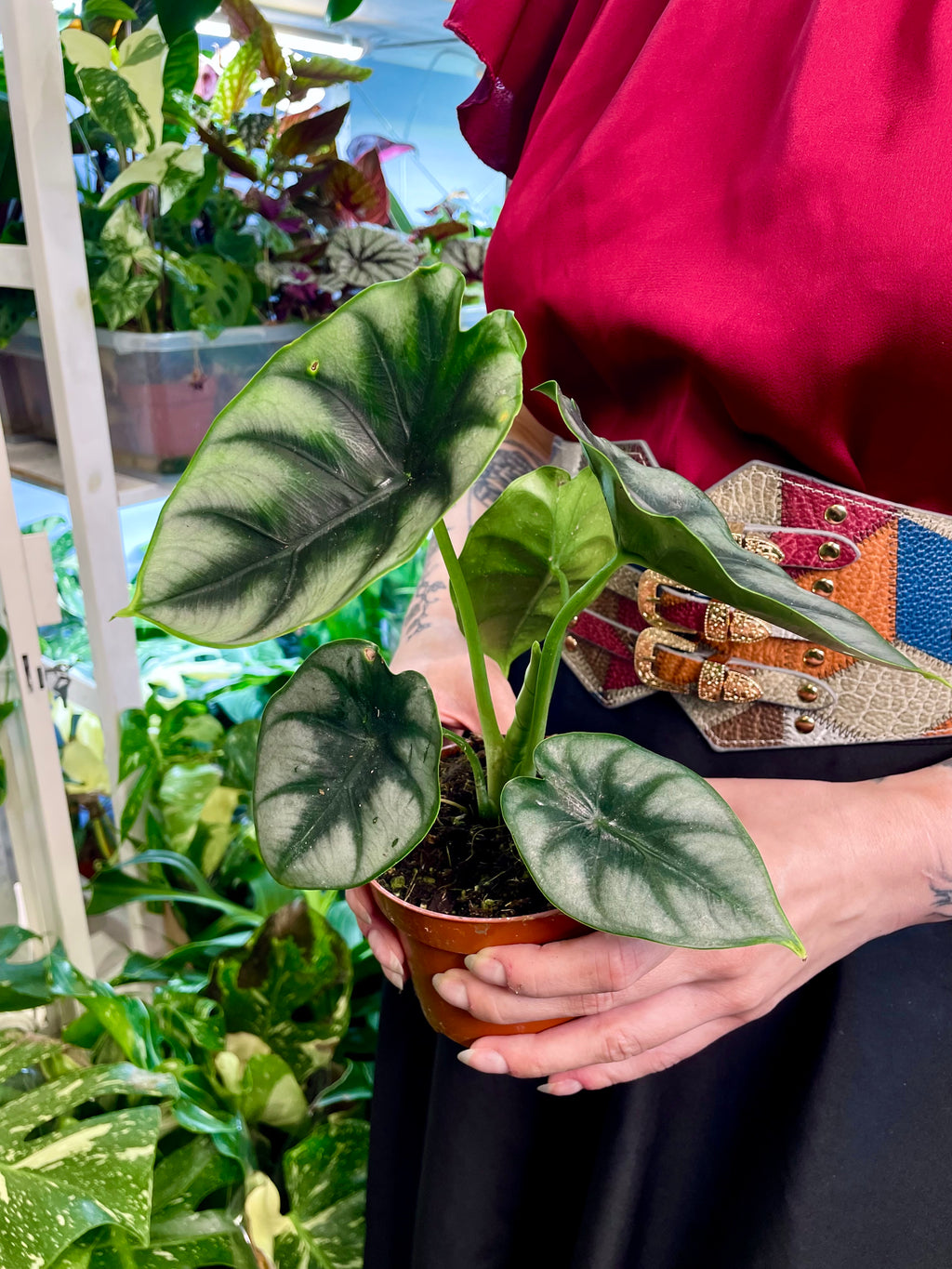 Alocasia Reversa fi10,50