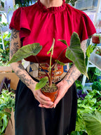 Alocasia Olanii fi8
