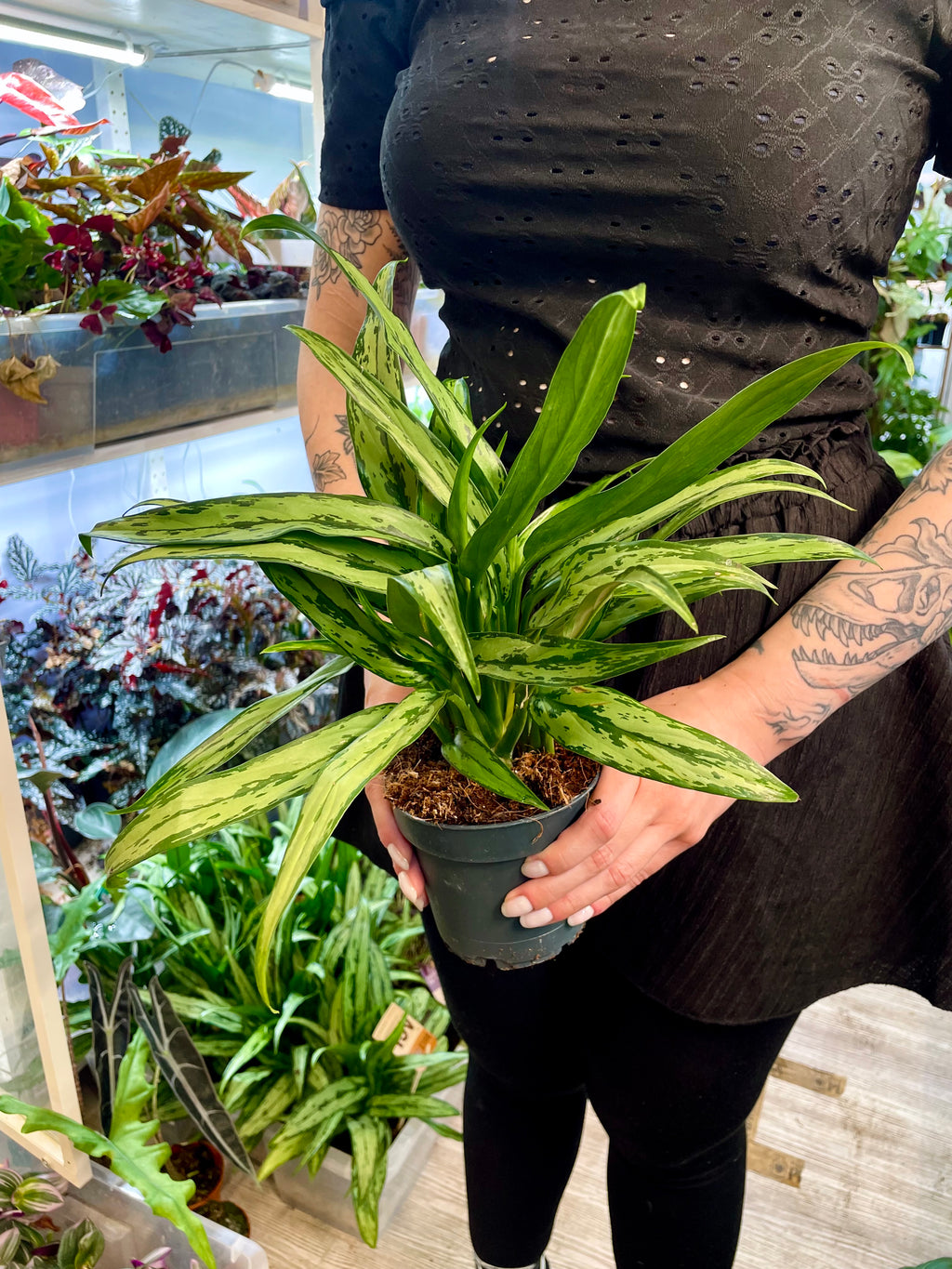 Aglaonema Cutlass fi12