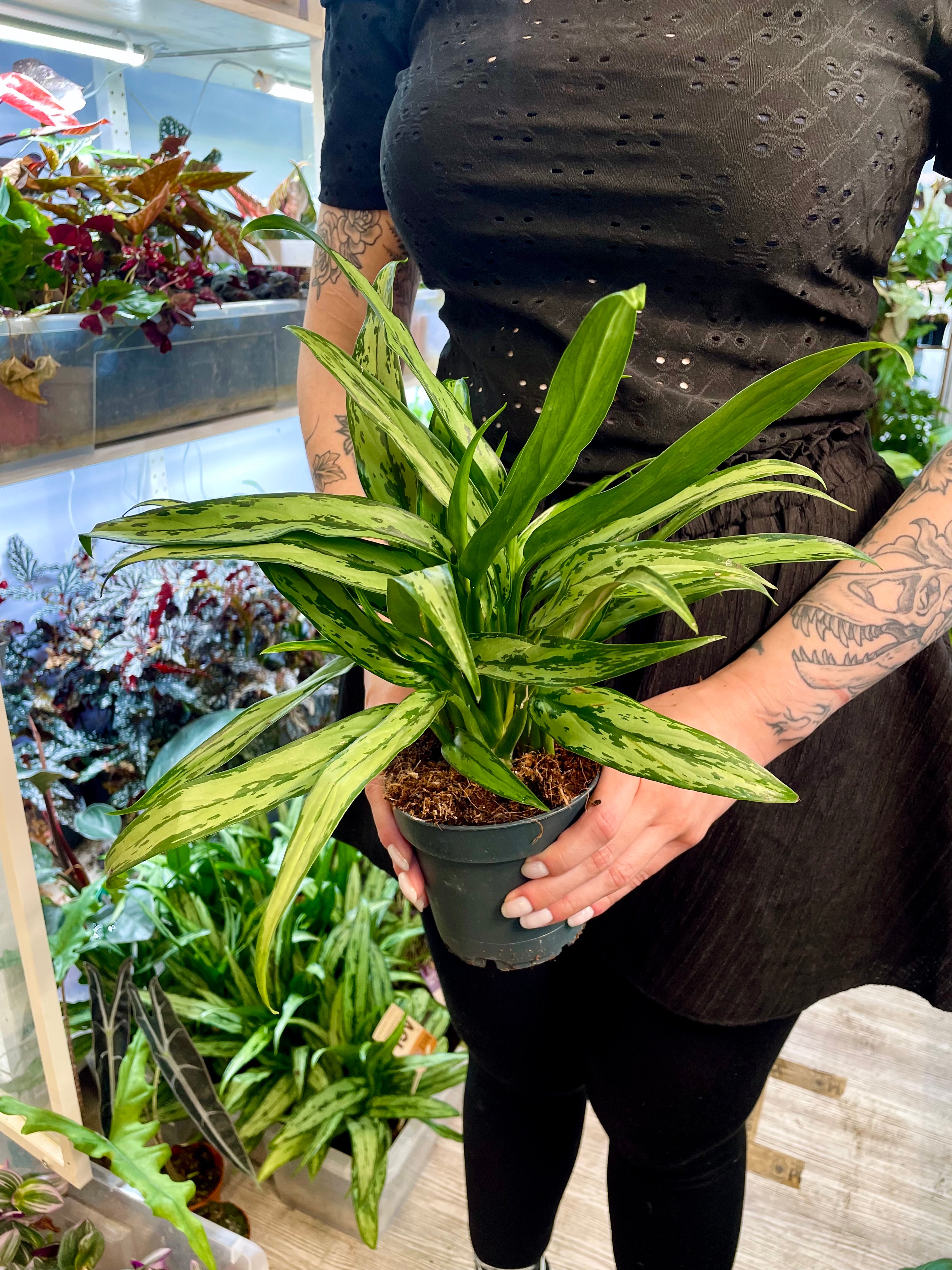 Aglaonema Cutlass fi12