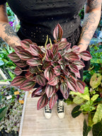 Peperomia Cayenne fi12