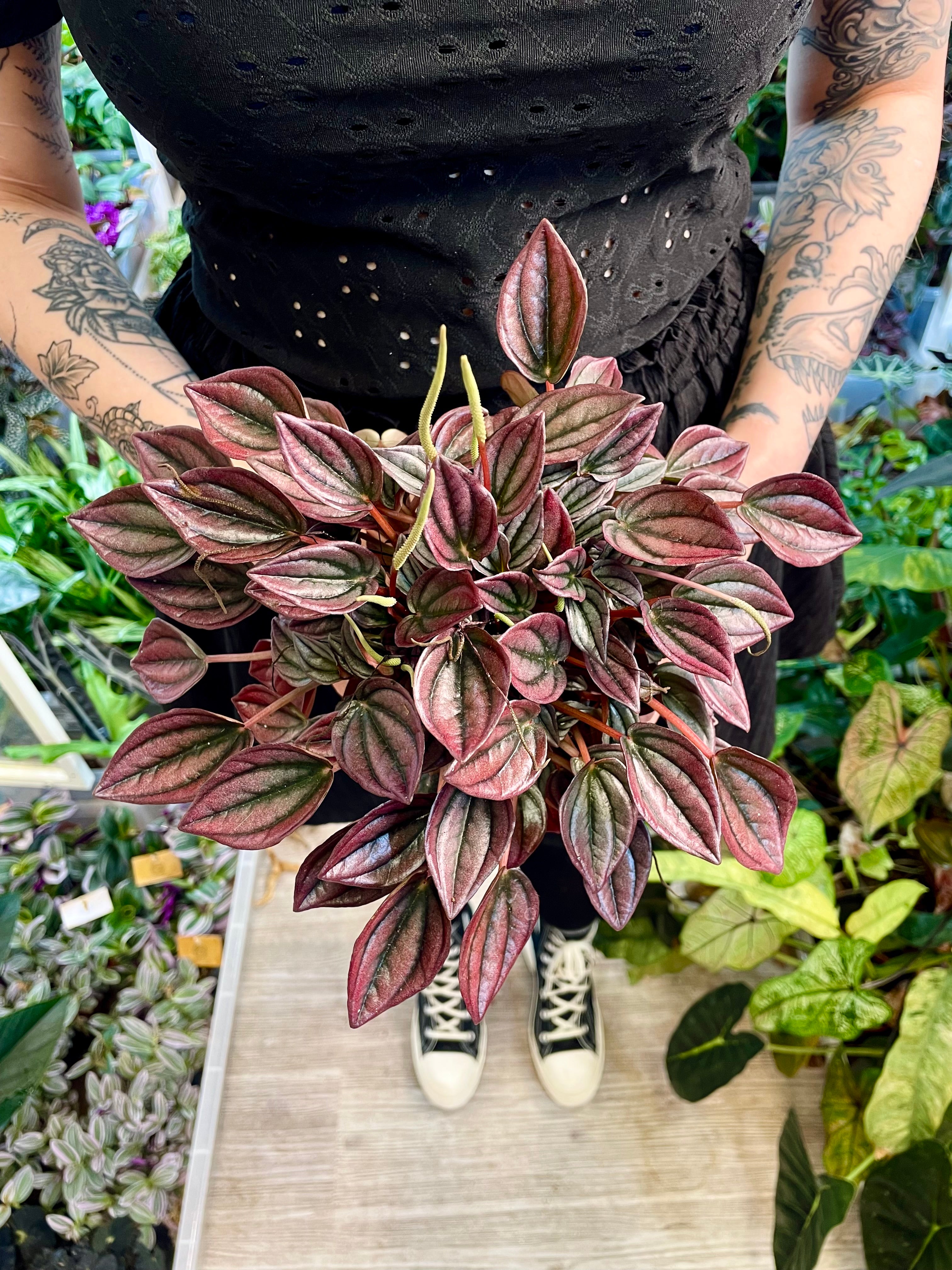 Peperomia Cayenne fi12
