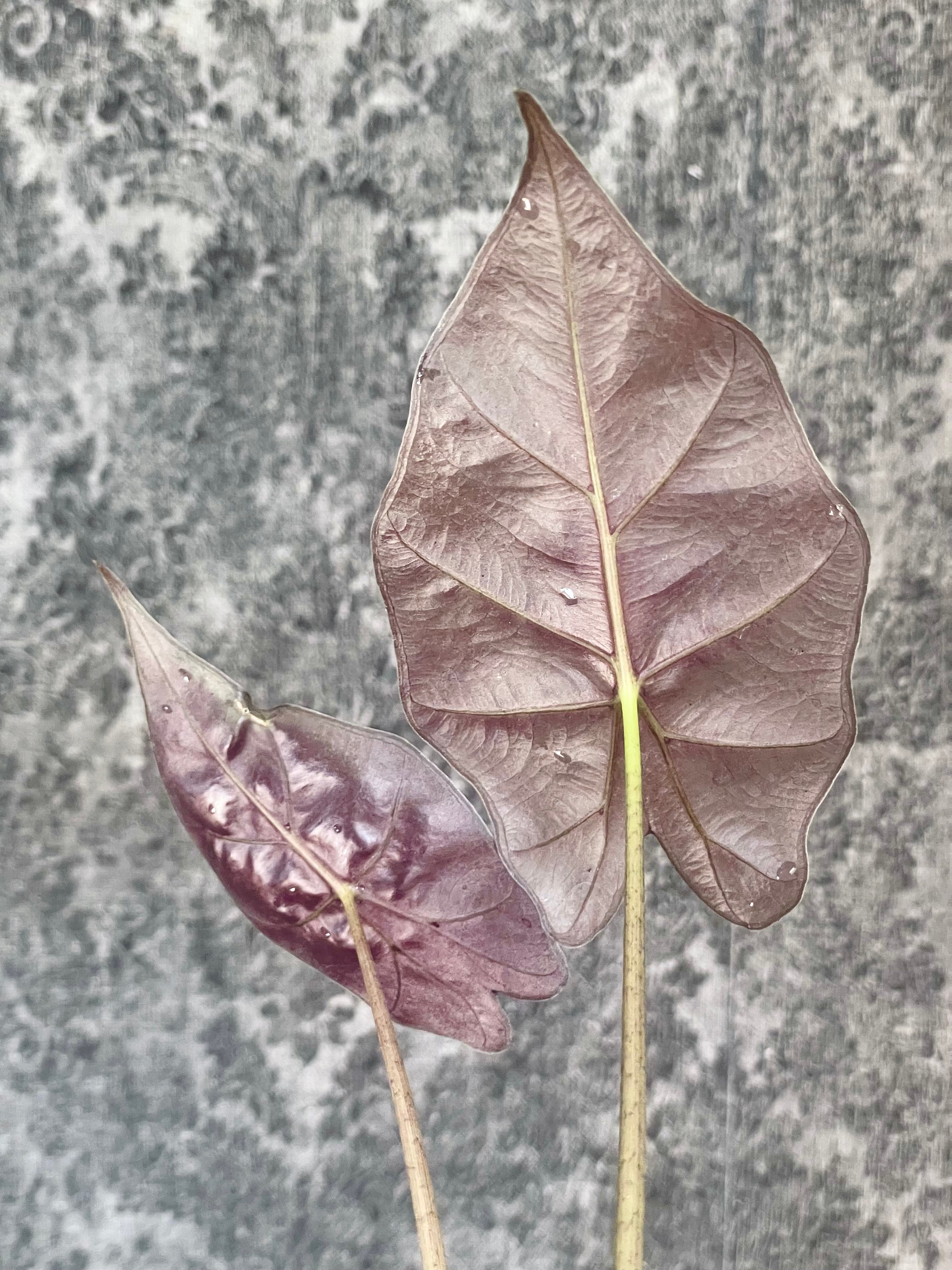 Alocasia Mayan Mask fi6