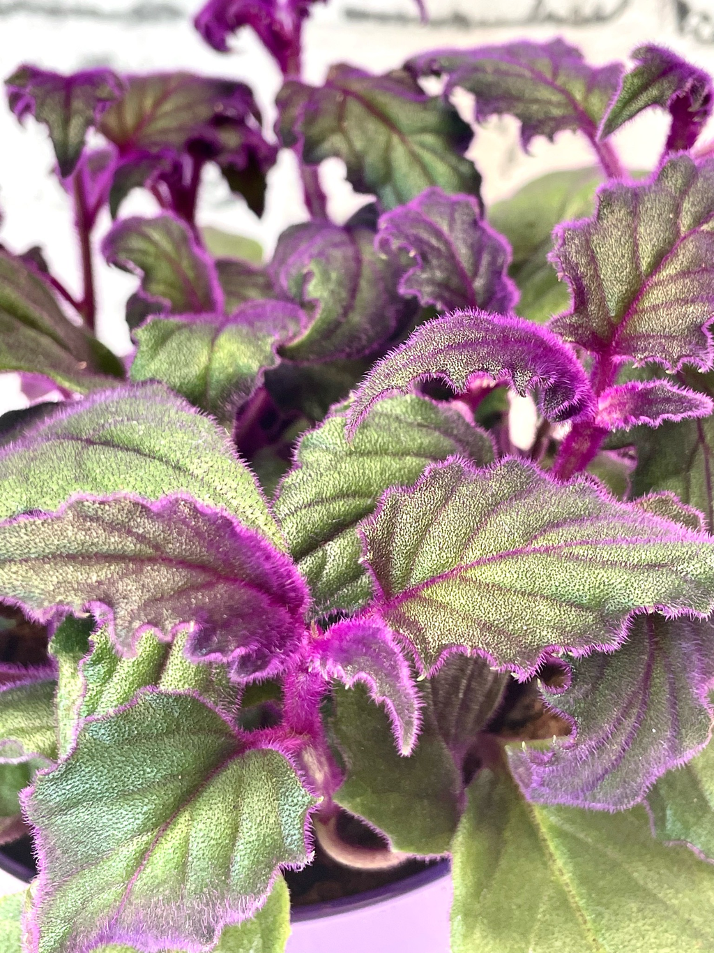 Gynura Aurantiaca 'Purple Passion' fi15