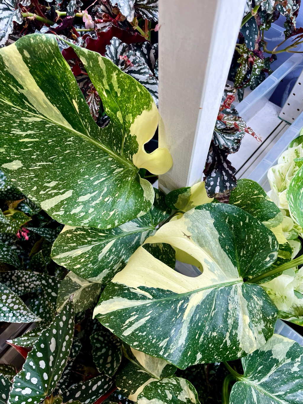 Monstera Thai Constellation Creme Brule fi12