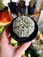 Astrophytum Asterias
Super Kabuto fii7,5
